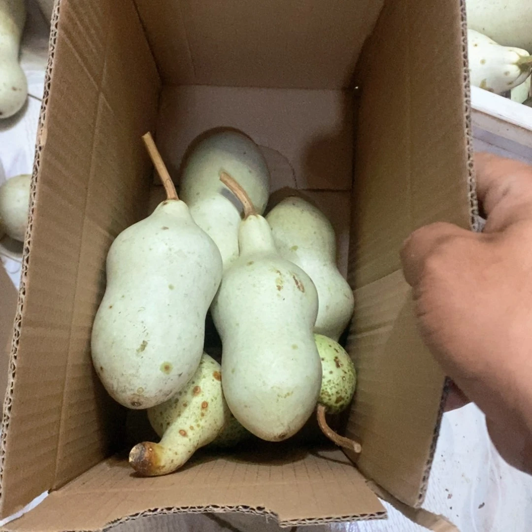 北****村文玩葫芦青皮葫芦