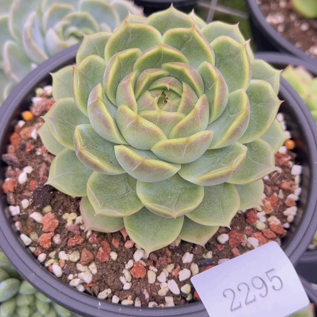 傲***姨2295肉肉肉肉肉肉