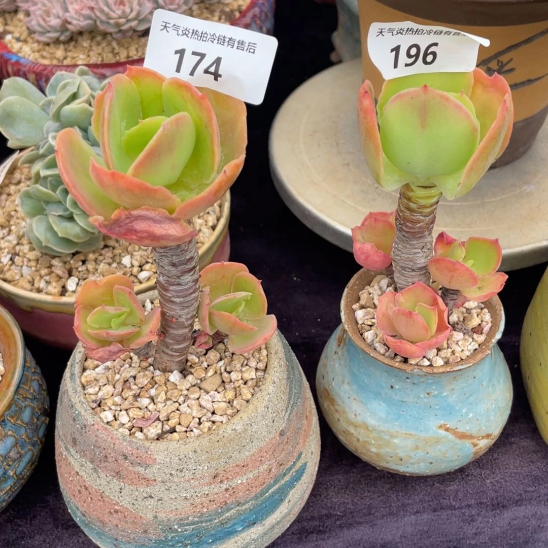 是***-174.196两颗柠檬卷小老桩多肉