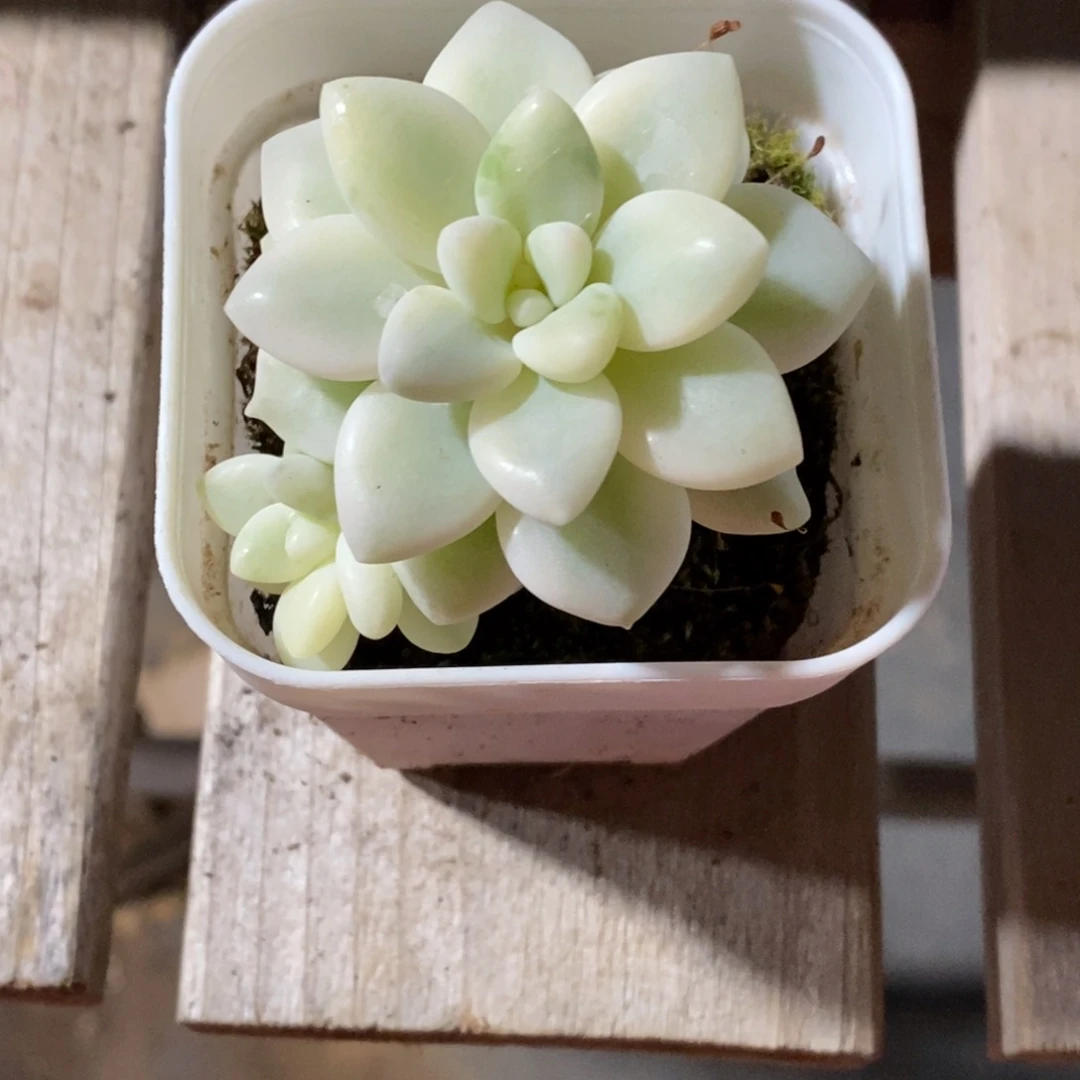 精品多肉一物一拍不包整416