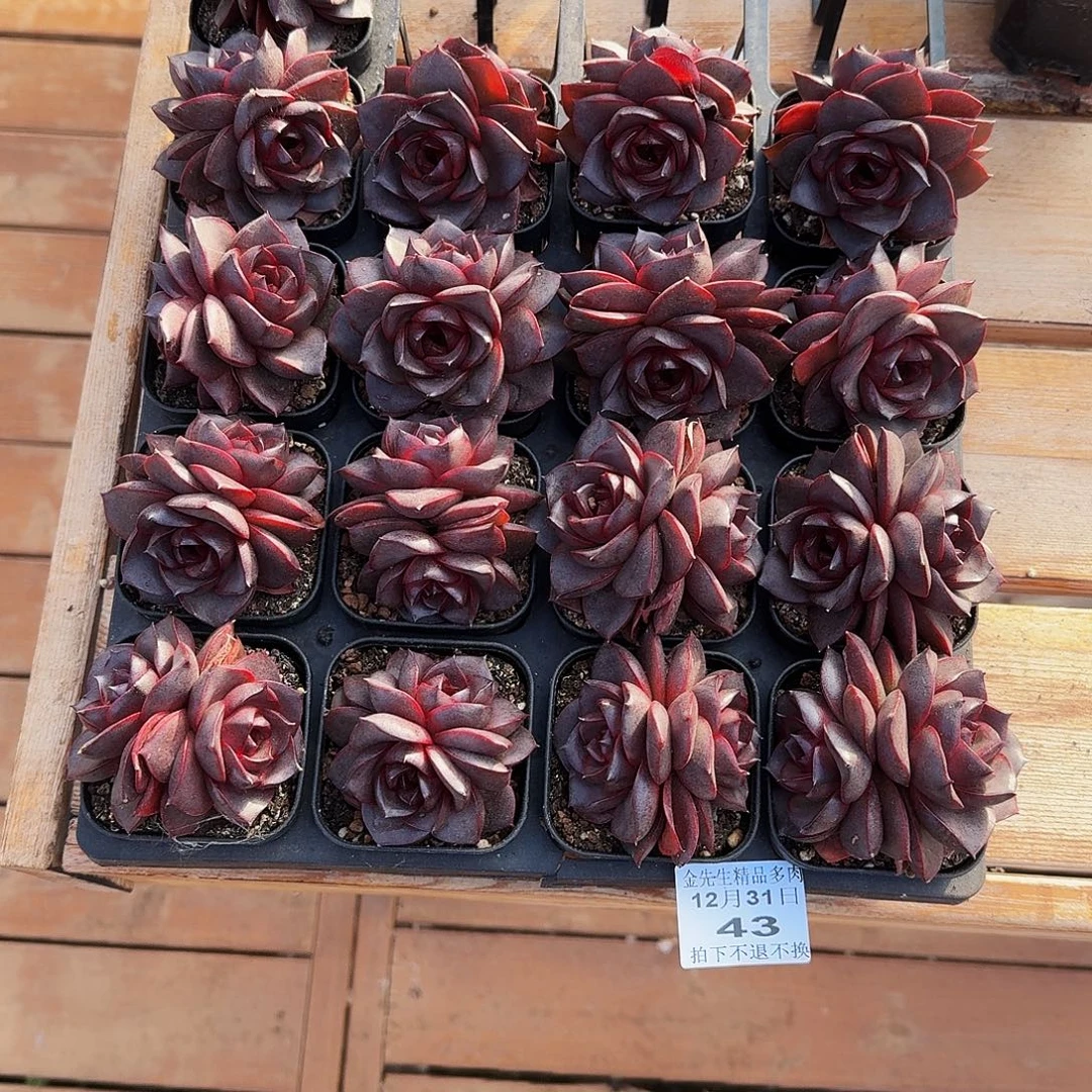 1231-43发光玫瑰双头量拍