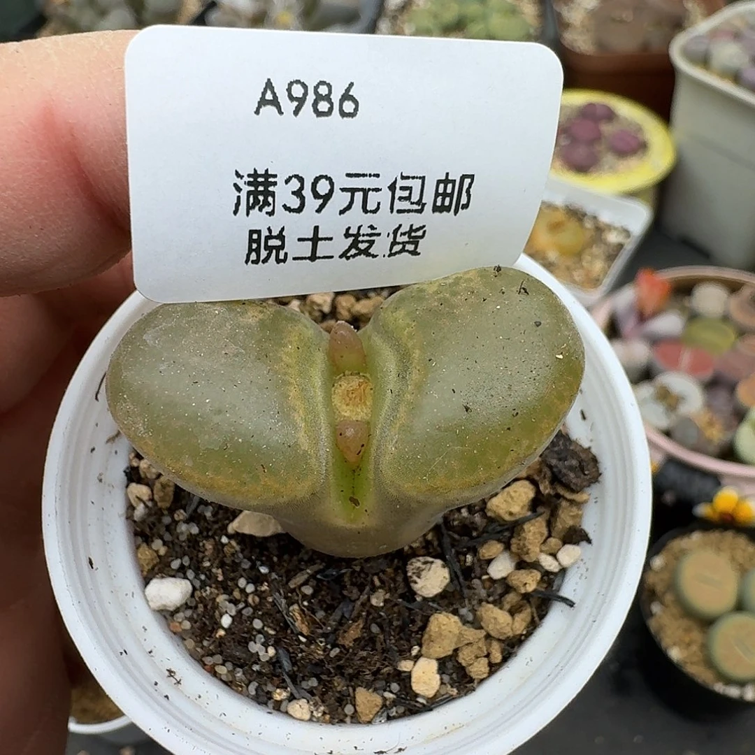 986多肉哈哈哈哈哈哈哈