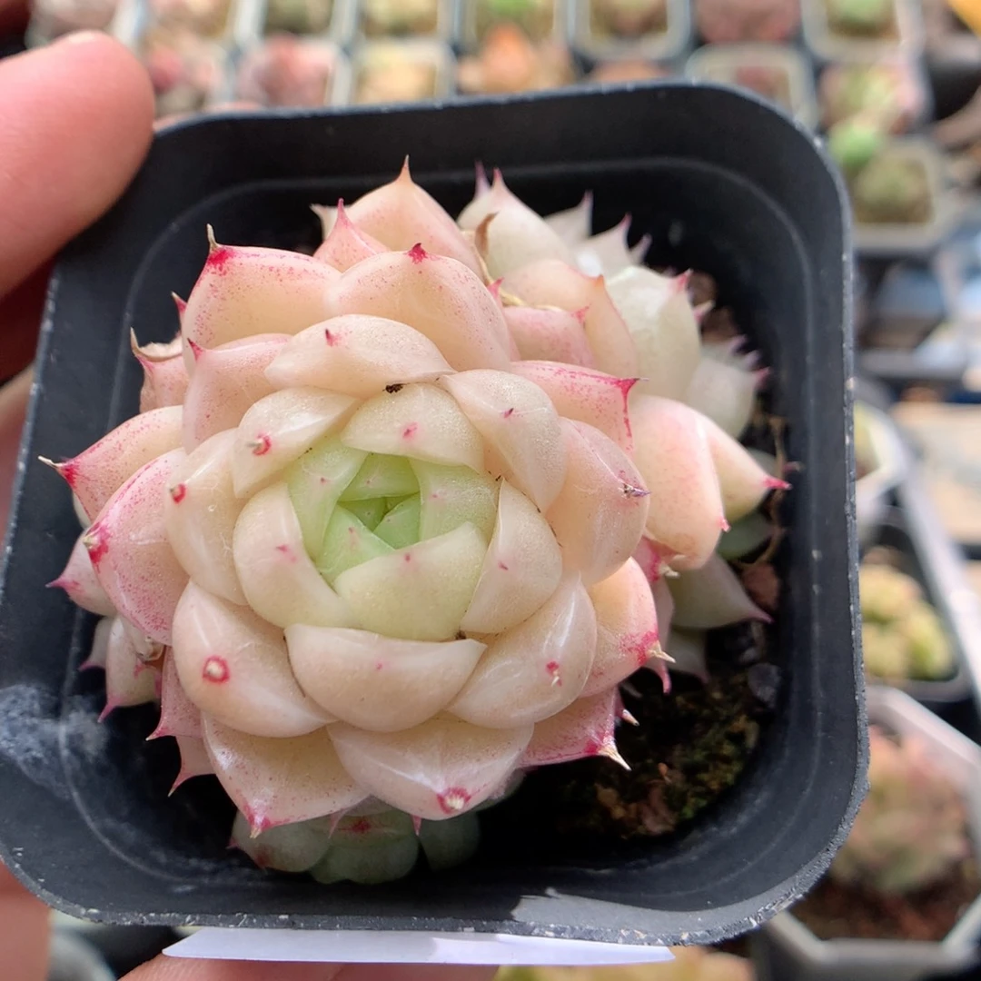 E7y y y y y y y y y y