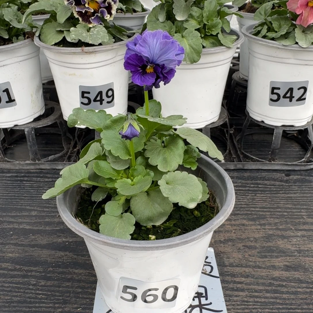 全部花朵560号涉茶