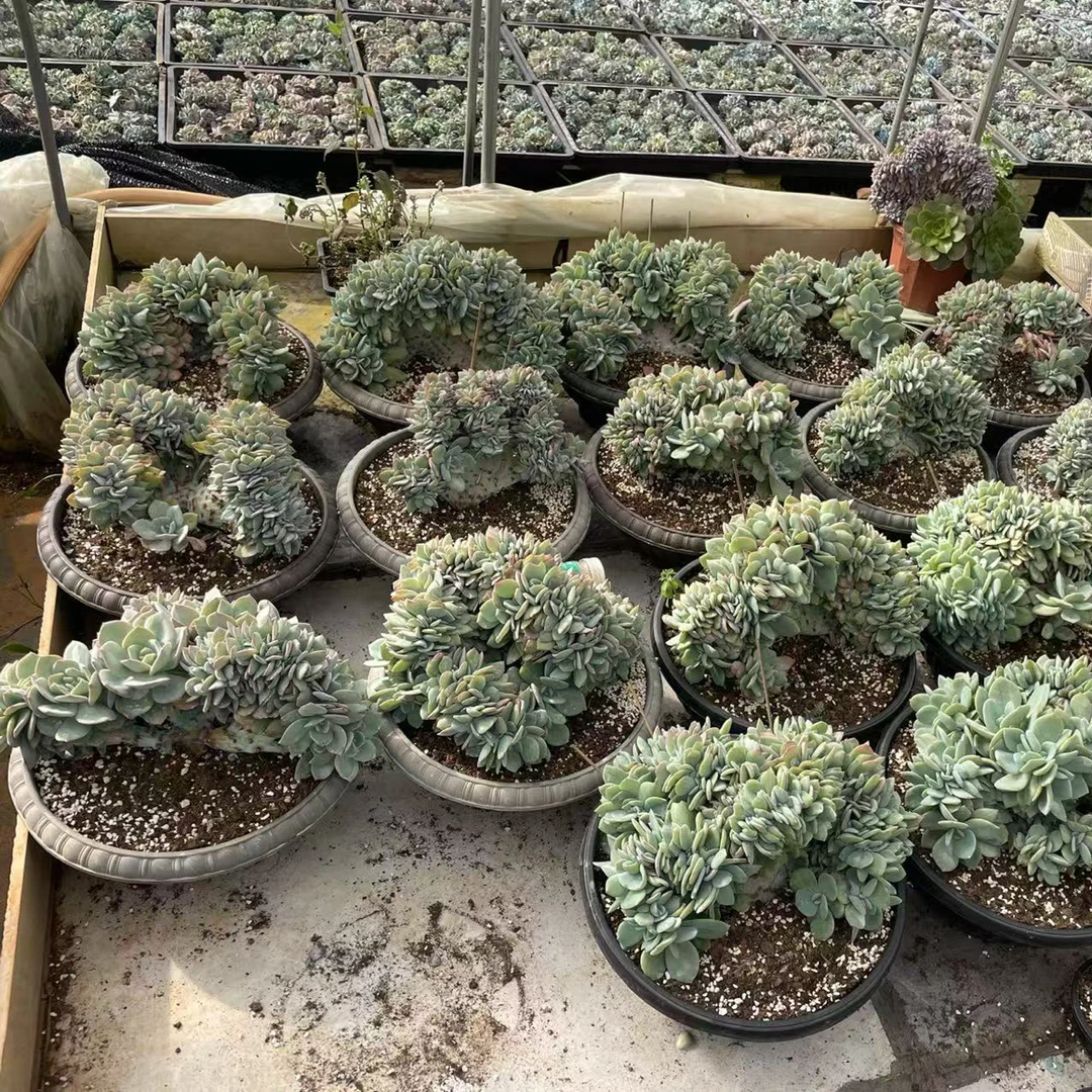 白凤缀化巨无霸大板子36公分盆对比