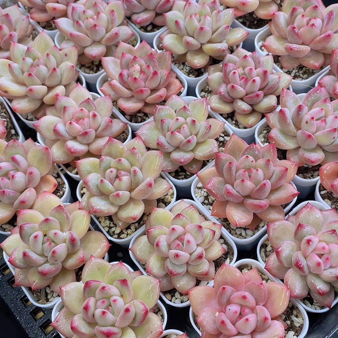 量拍111号 香克斯美人单头一个