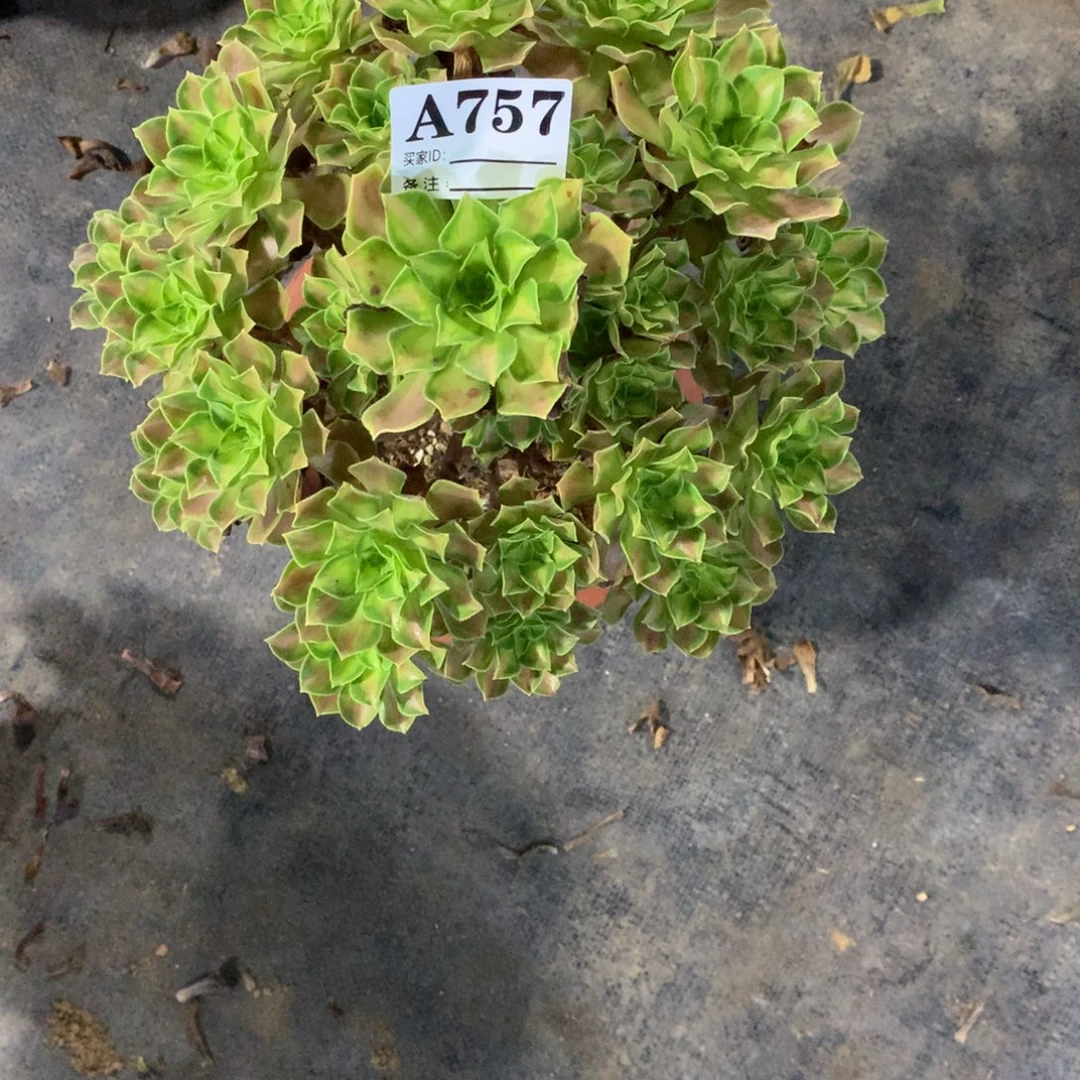 韶华757法师多肉植物320000000