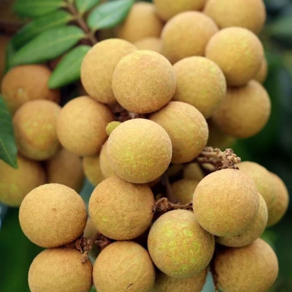 海南石硖龙眼 储良龙眼 新鲜现摘当季水果海南鲜龙眼孕妇脆甜多汁