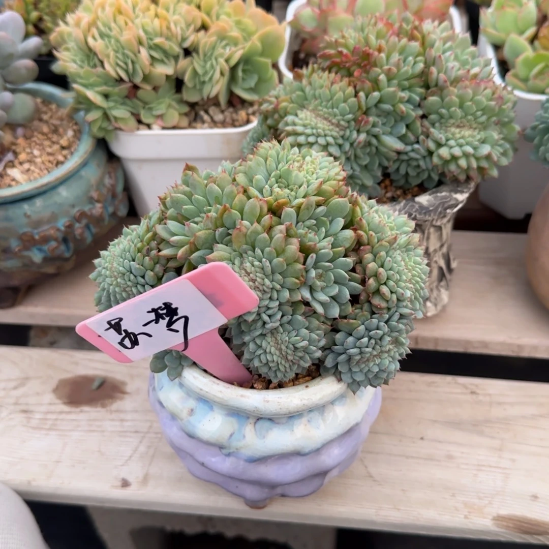 白胖子缀化五十包邮老桩