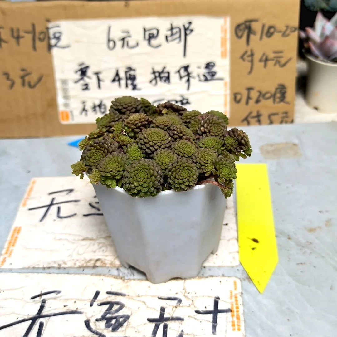 满6元包邮，魔男八角盆