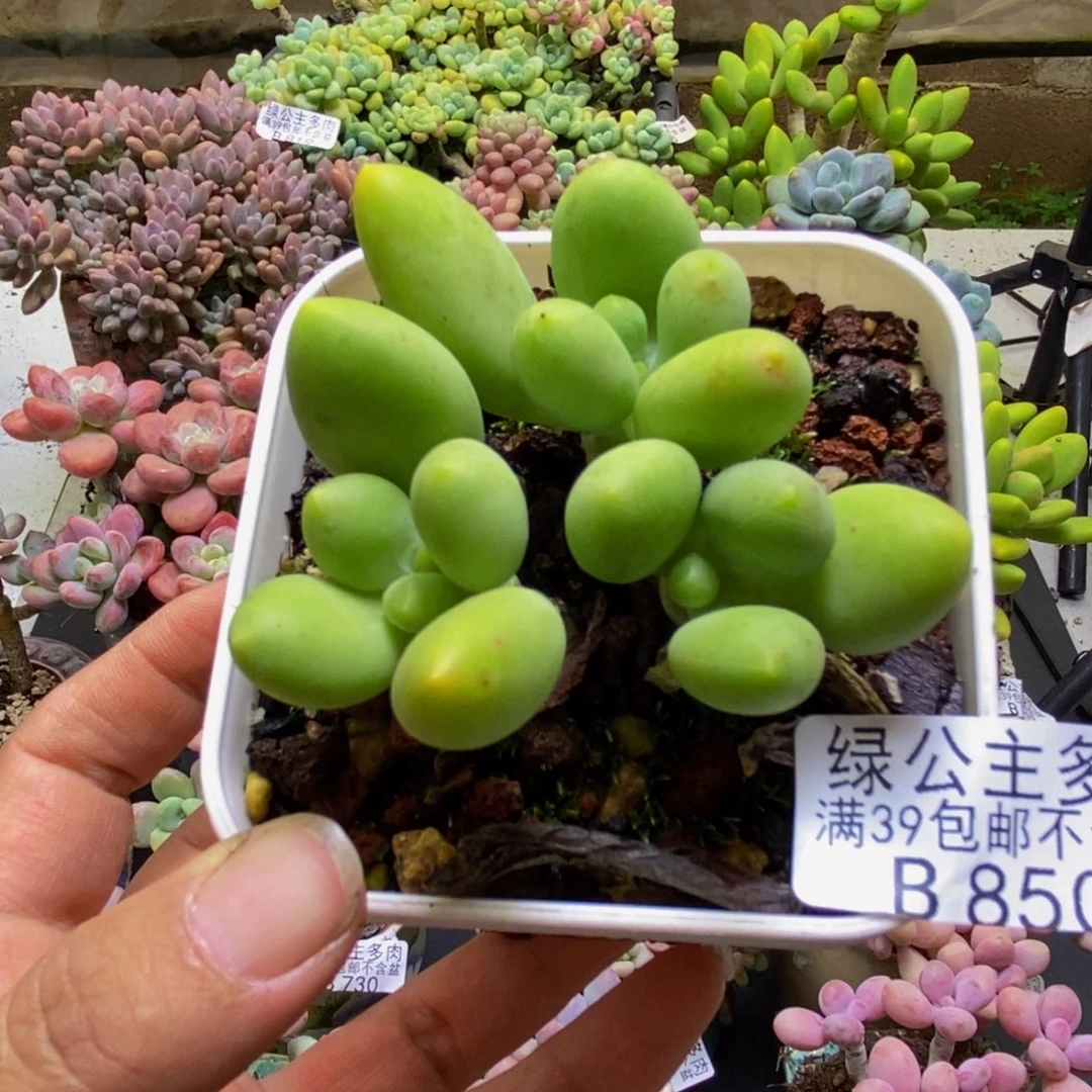 850芒果kk奶5cm多肉