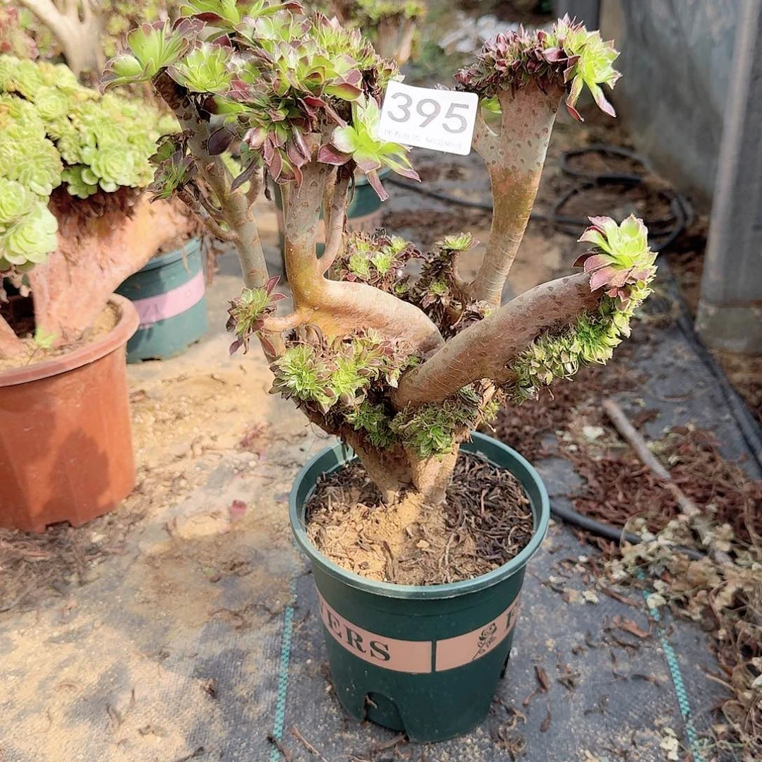 395黑法师一颗呀呀