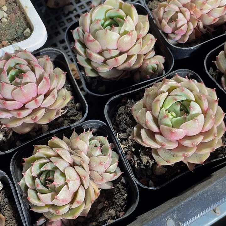 6.5方大笨吧带盆土发