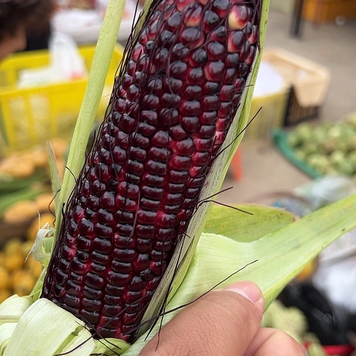 中国大陆紫糯玉米5斤