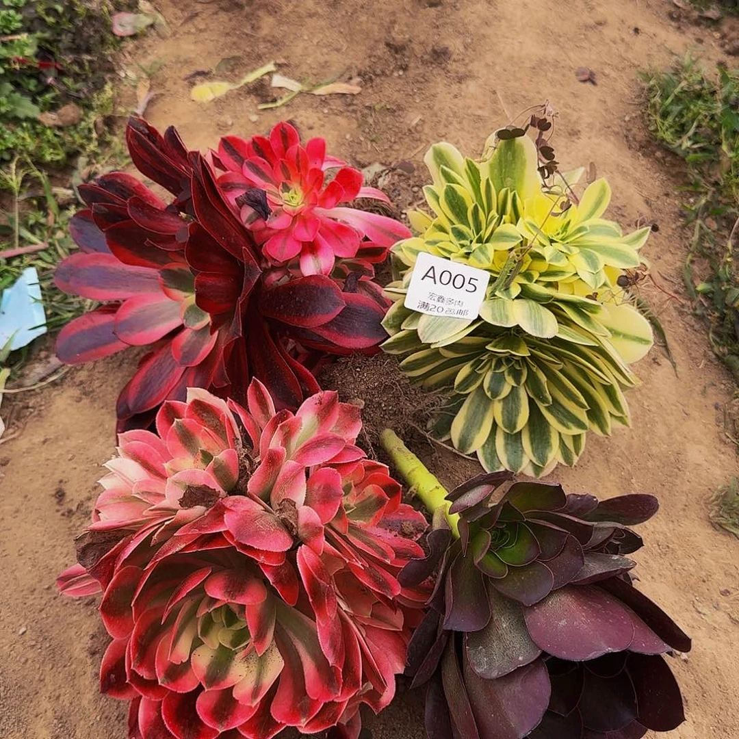 聪****1005多肉法师的的