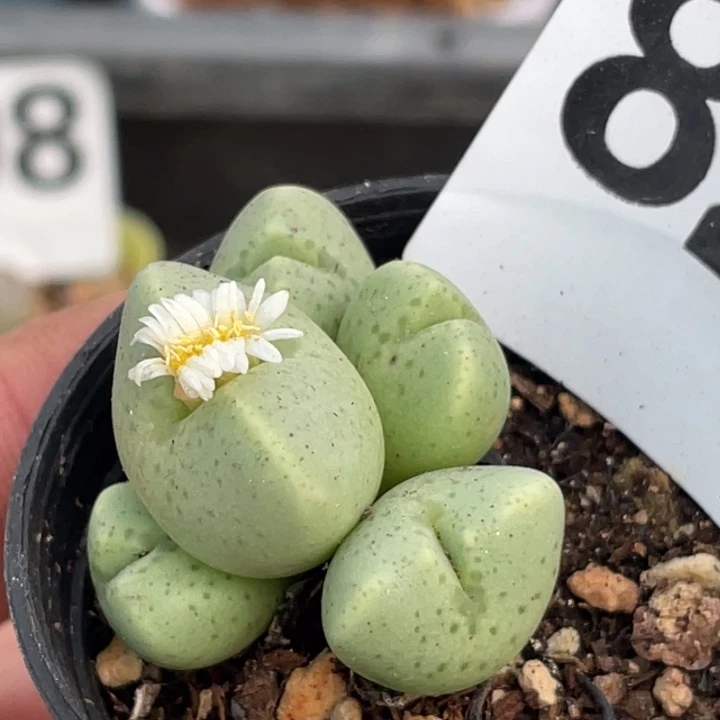 完全开放823鹿角少将群