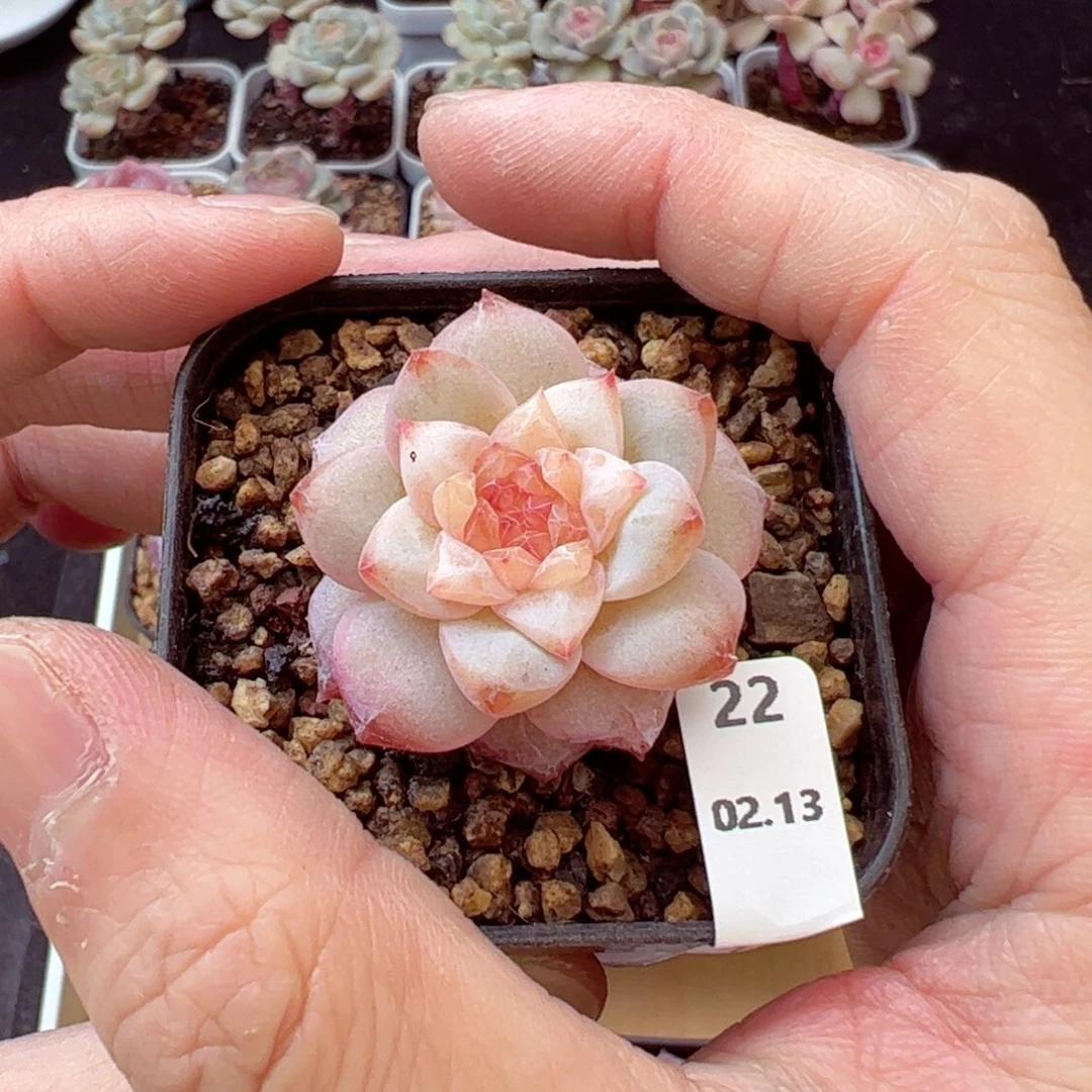 欢*粉钻22、哈哈哈哈