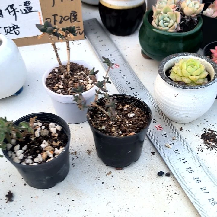 满6元包邮，三颗不同枝干拇指盆