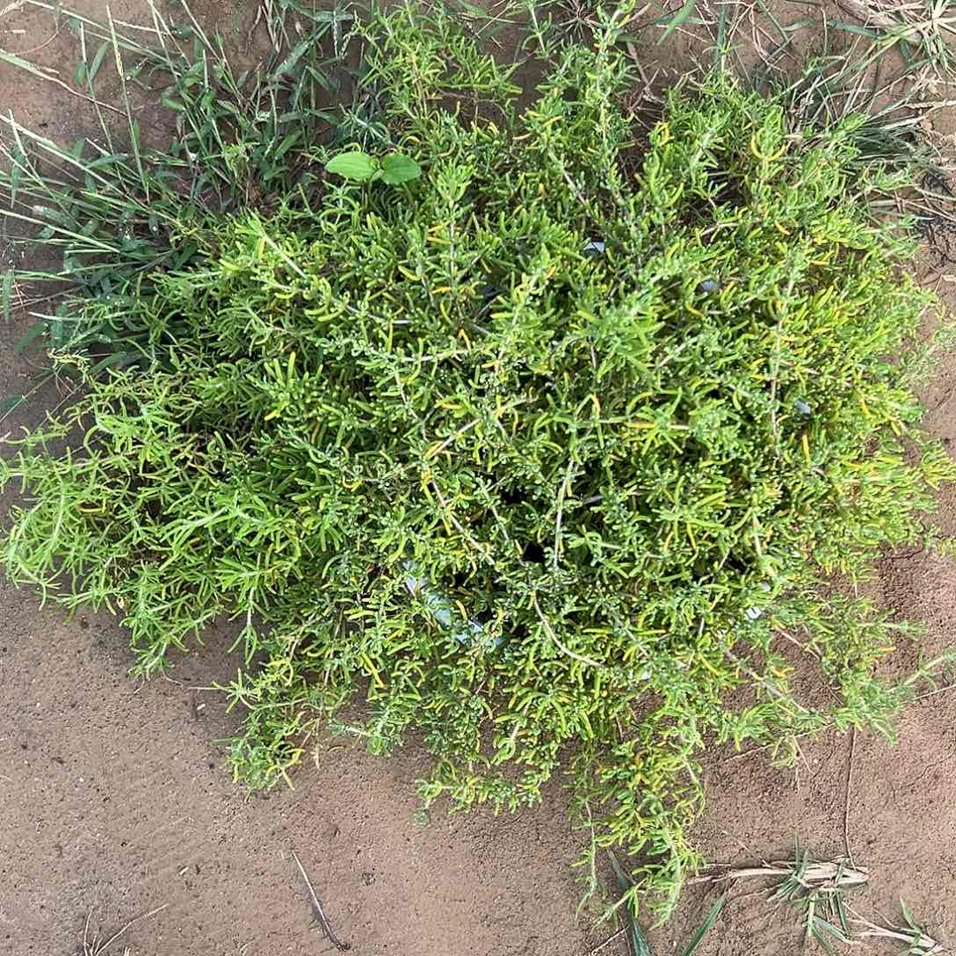 多肉植物枝干开花