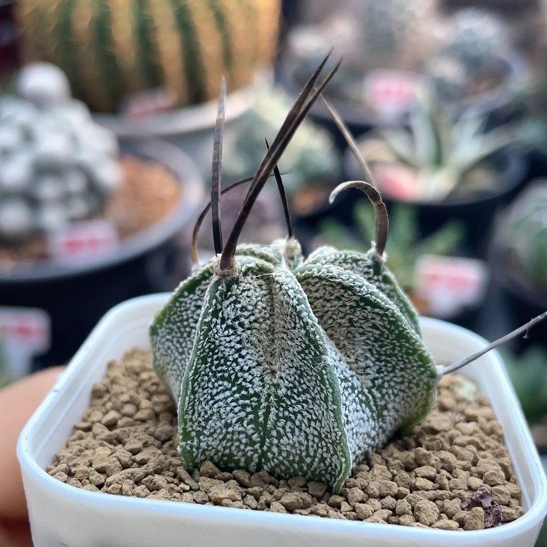 实生狂刺水牛角大凤玉仙人球