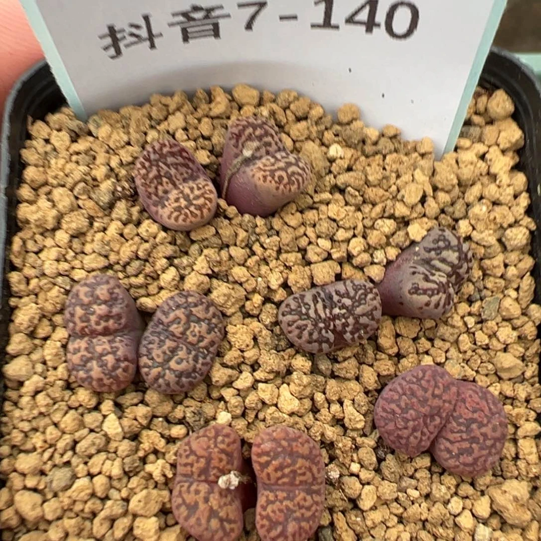 7-140肉锥多肉植物