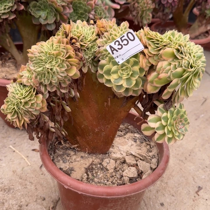 万白法师锦缀化350