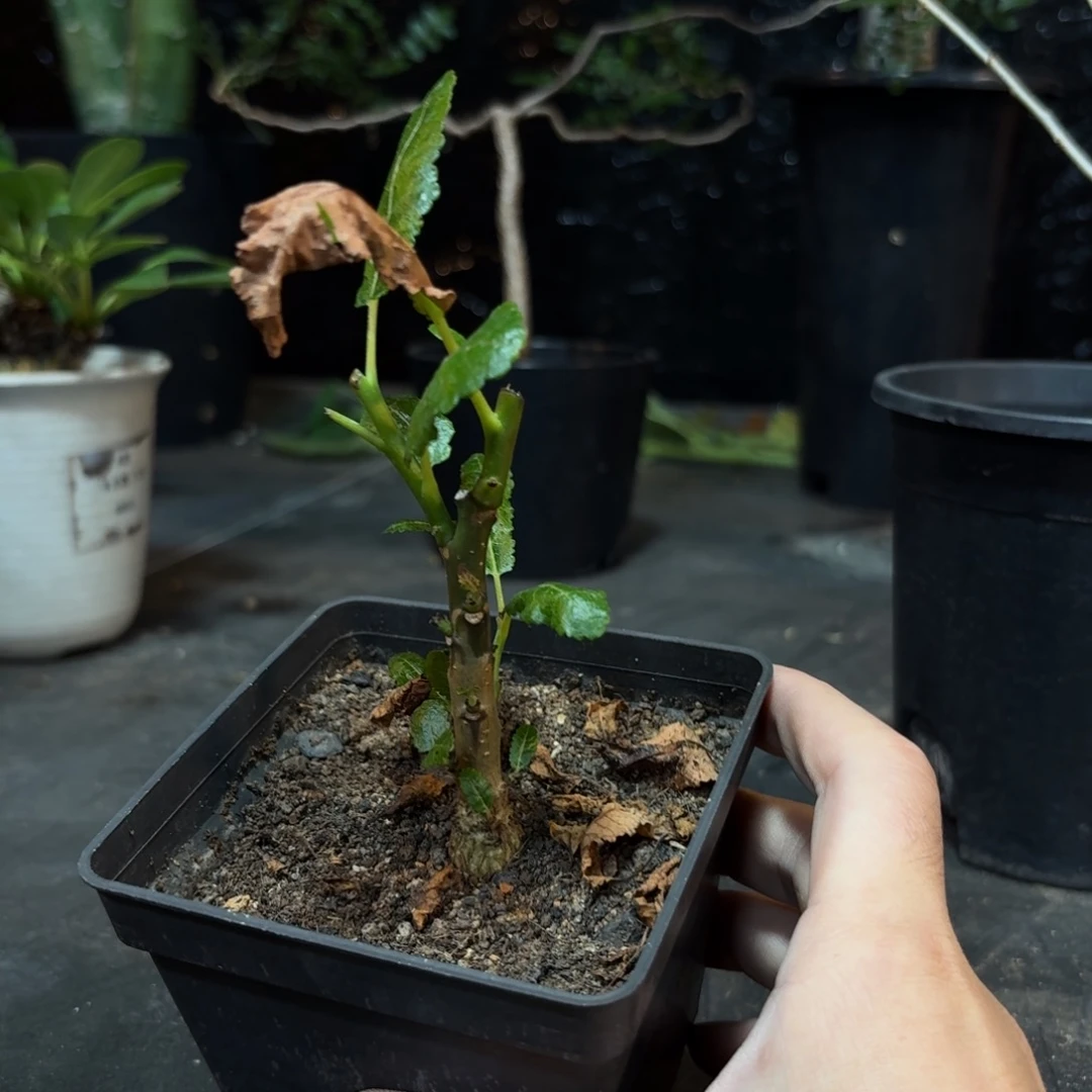 娜娜乳香366666666666