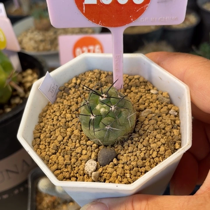 实生阎罗玉一棵2665