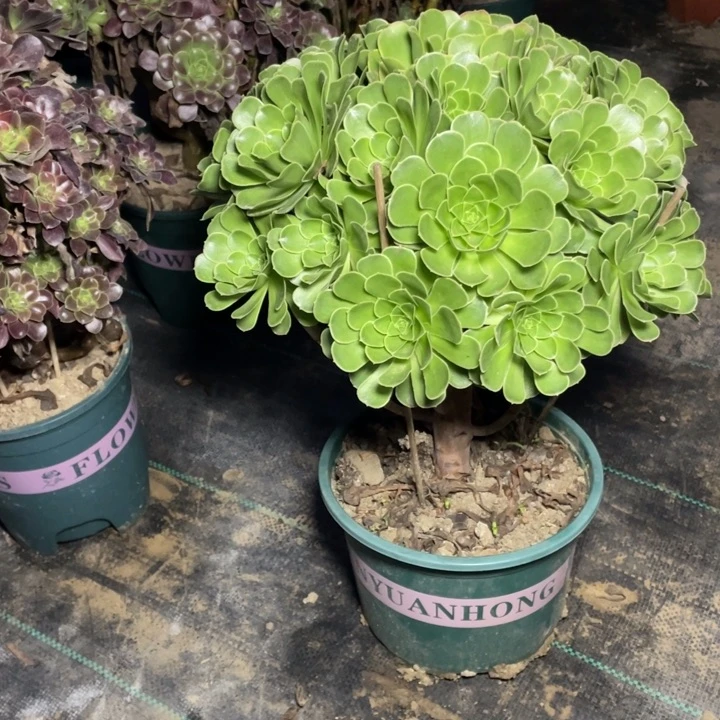 130青志多肉多肉植物多肉