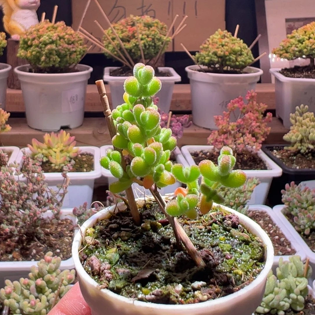 533莱斯锦一物一拍包开箱