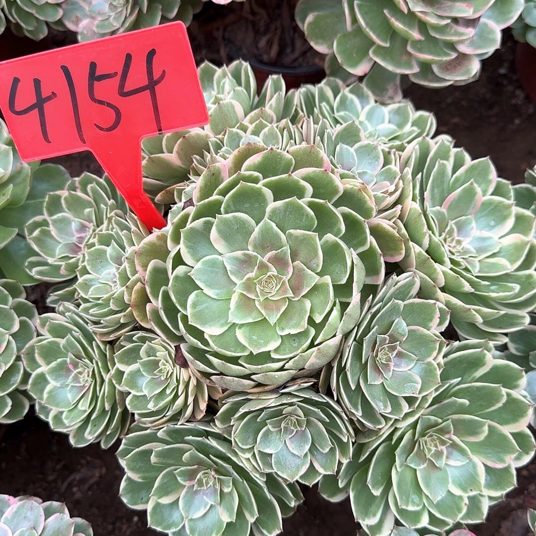 4154粉花妖多肉法师