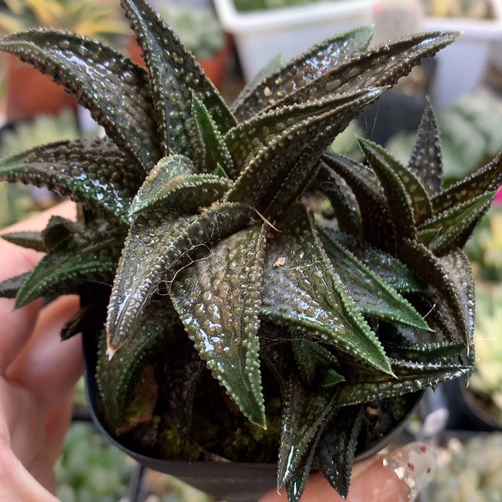 鬼瓦硬叶带盆土发货