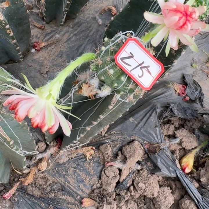 约***诺绿姬无根侧牙3公分左右