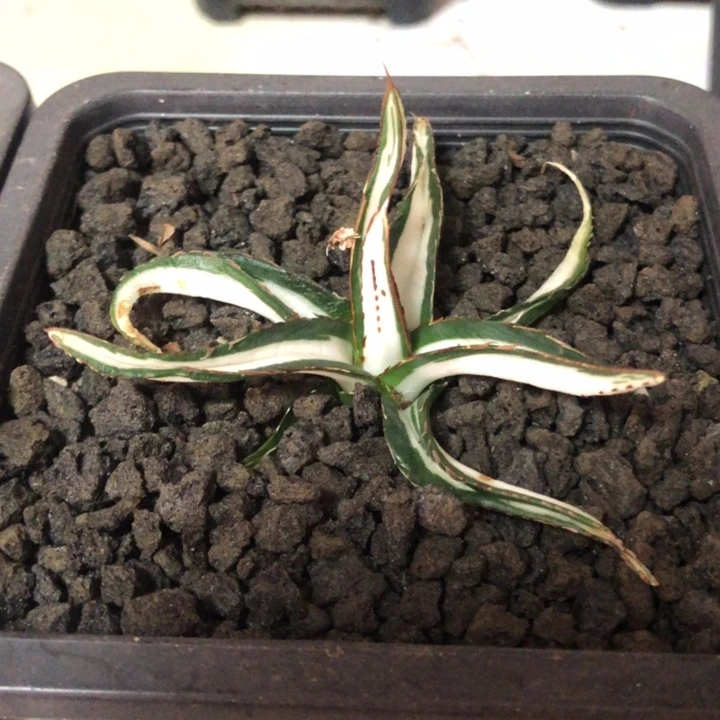 冰山白中斑龙舌兰