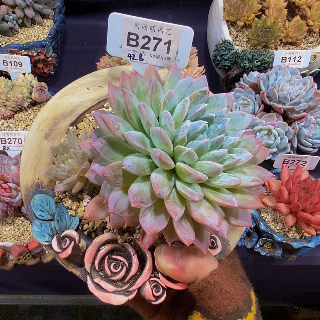 烧***球B271白衣多肉发货