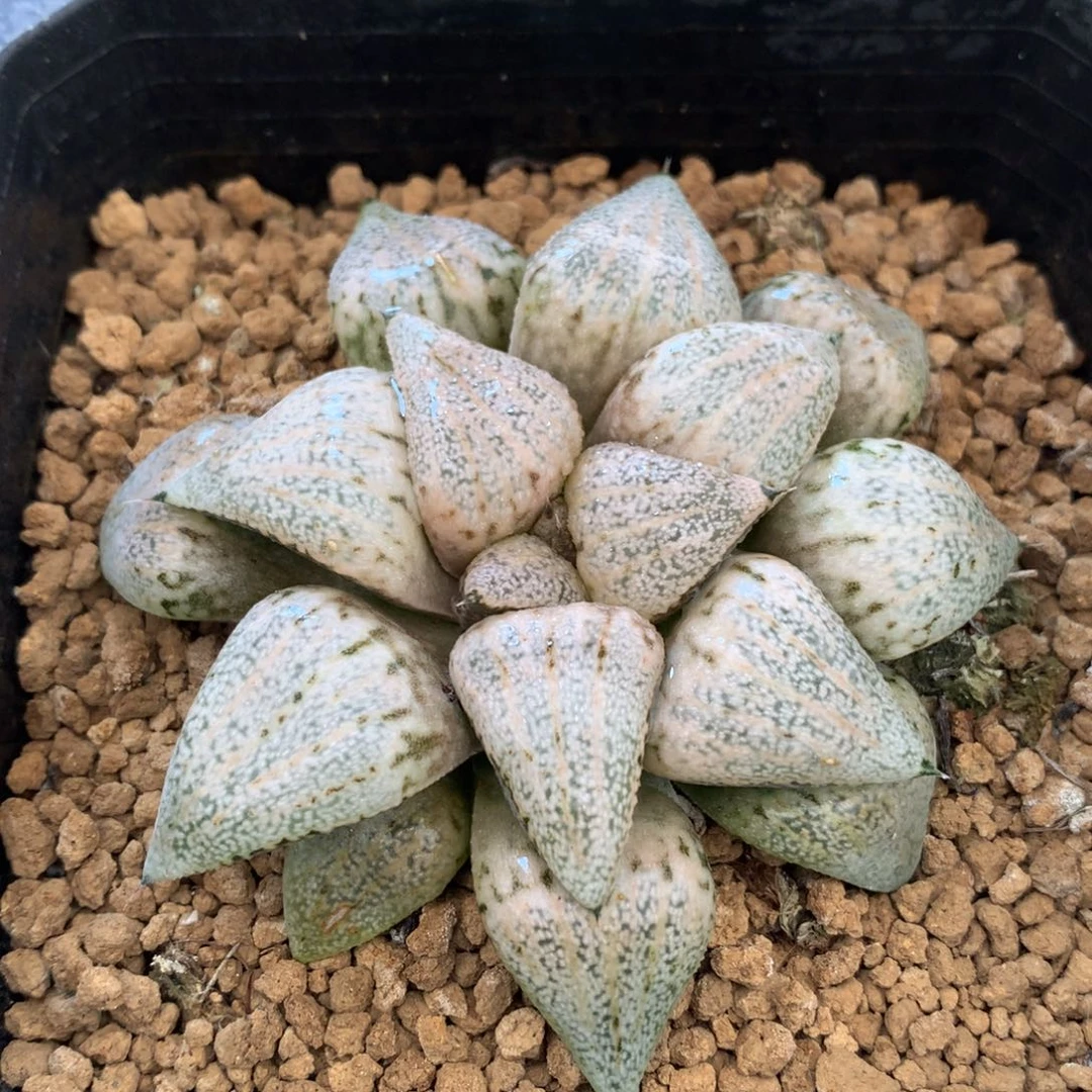 实生白银，带盆发货