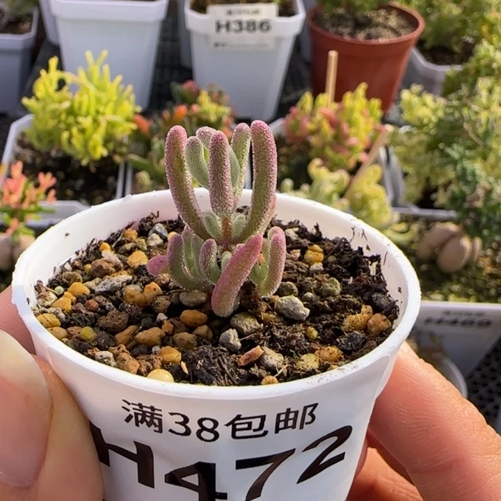 472-多肉植物枝干超紫