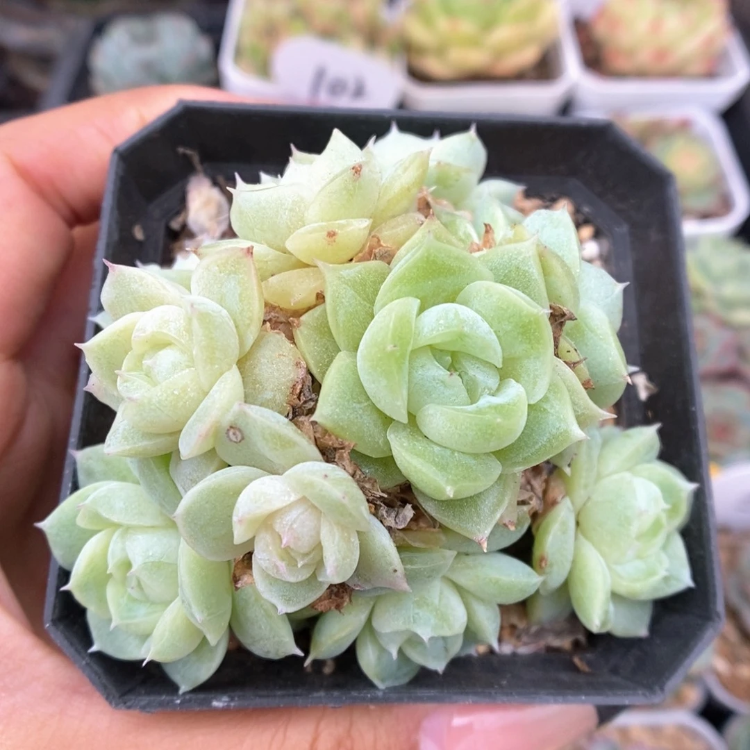 麦秆朵朵群生可拍533号