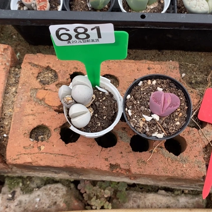 小***星生石花等植物的生长681