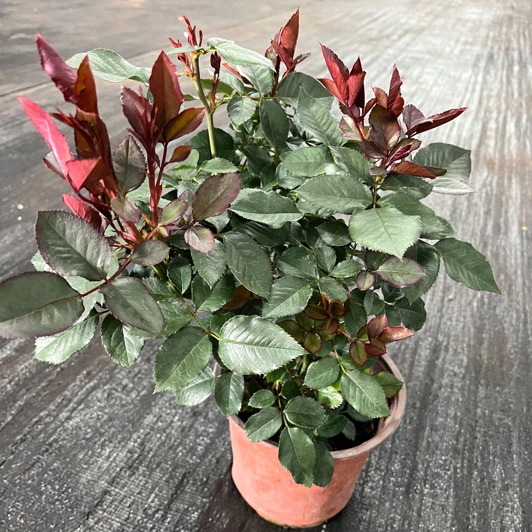 [艾莎老桩]无花苞修剪发货盆栽带加仑原盆原土带发一物一拍