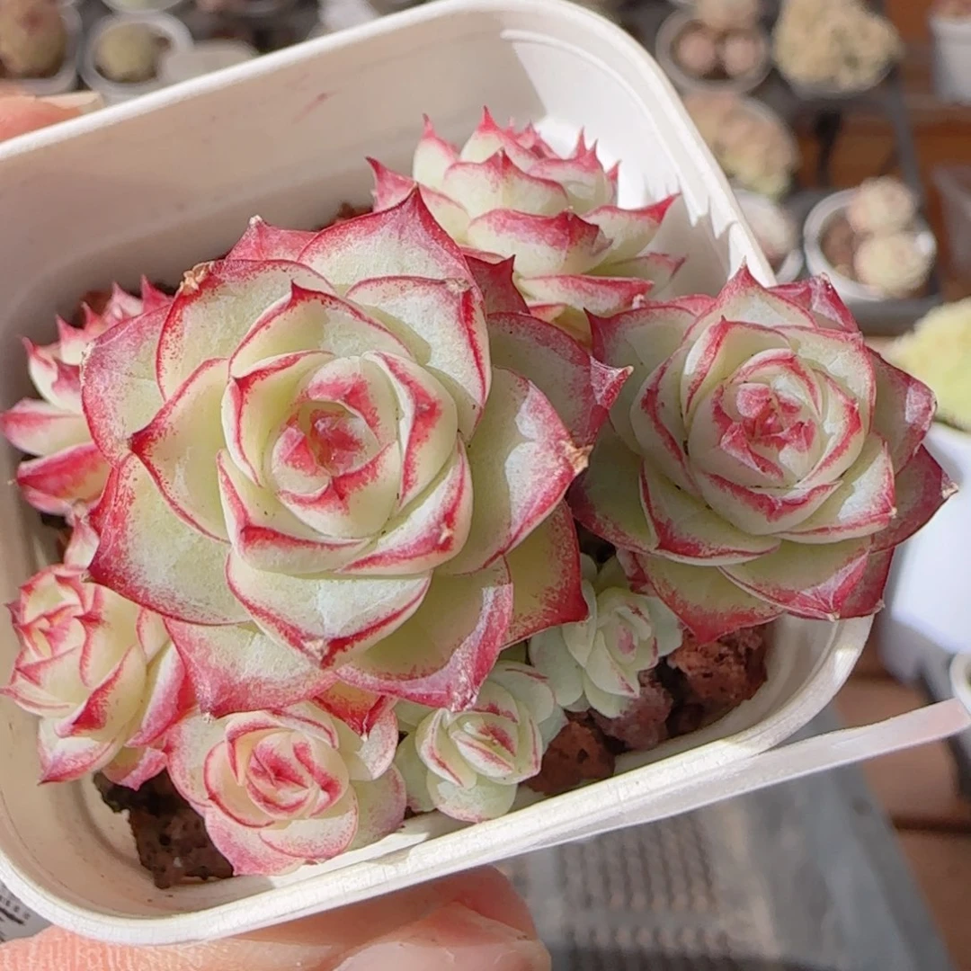 花语多肉1231-220散