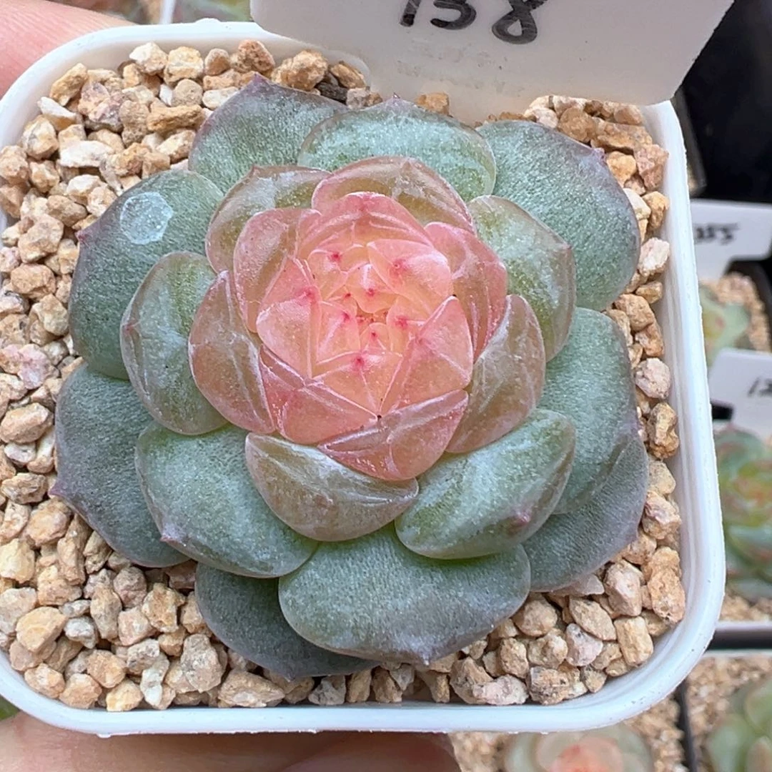 138号纯牛奶 晗雨多肉