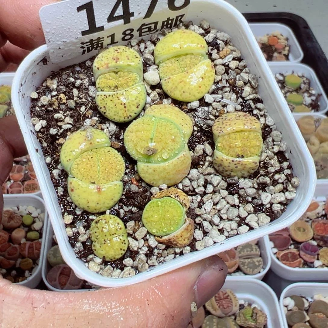 【闪购商品】 1476。