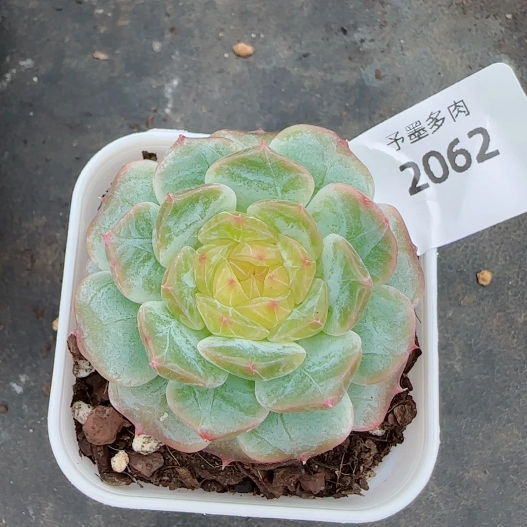 金盏，2061多肉植物