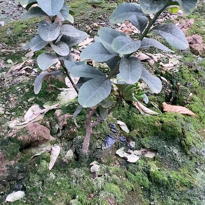 金华特色佛山果树