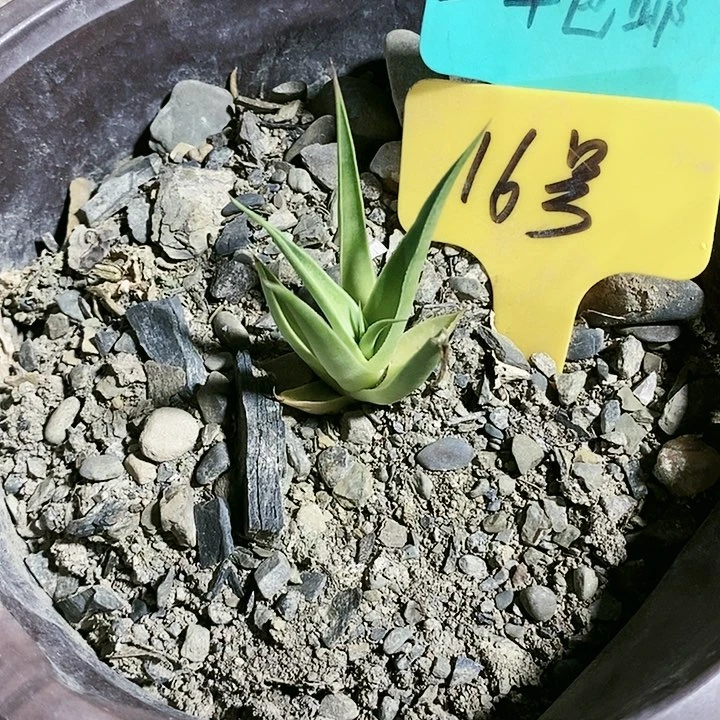 【闪购商品】无花朵龙舌兰章鱼