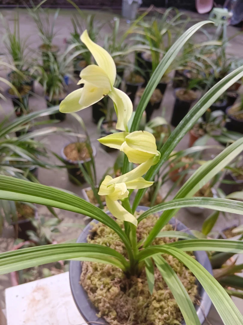 一物一拍，精品兰花