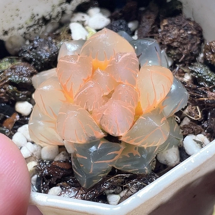 517糊斑水中月锦特选福利