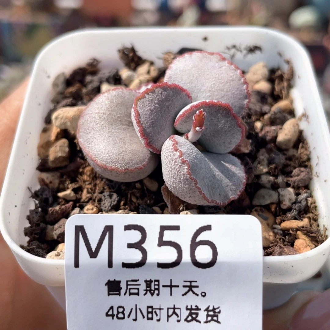 福利。    356。 。