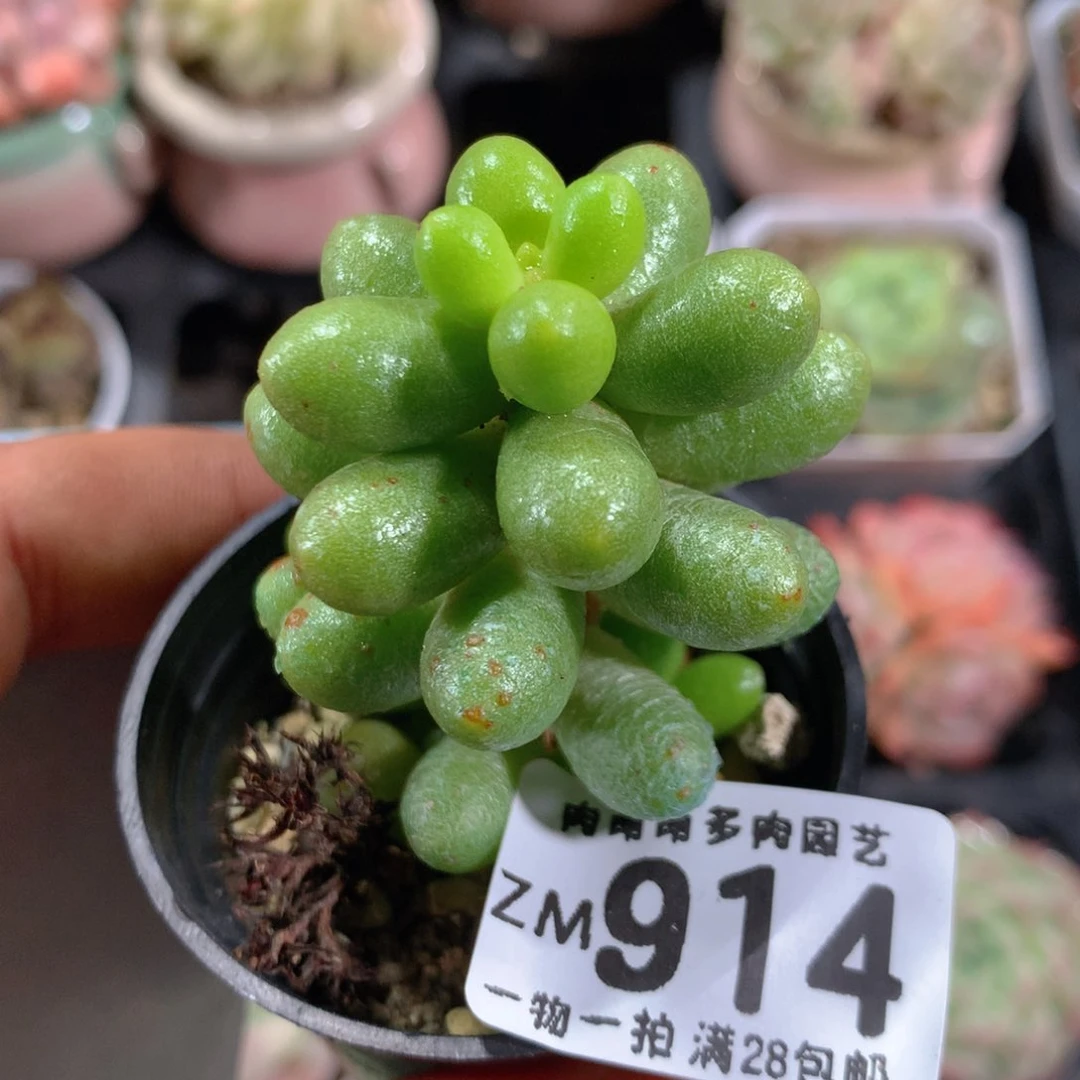 5CM拇指盆精控多肉ZM914